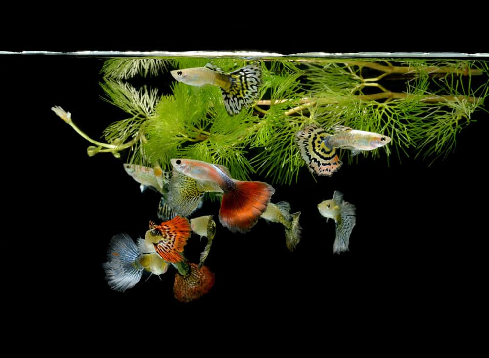 Fish guppy pet