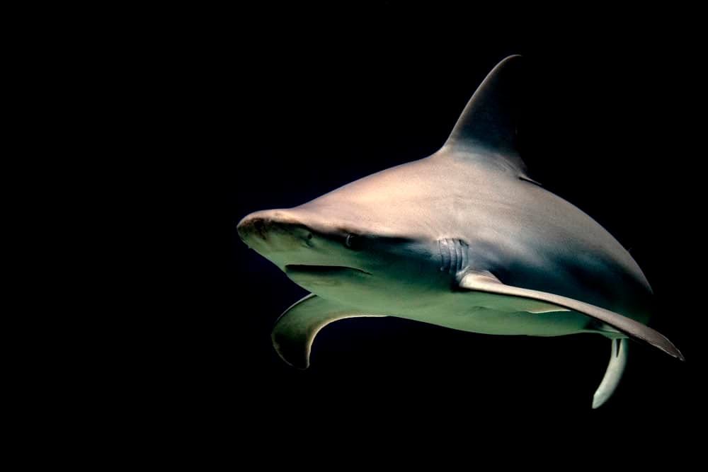 Bull shark jaws ready to attack at night isolated on black
