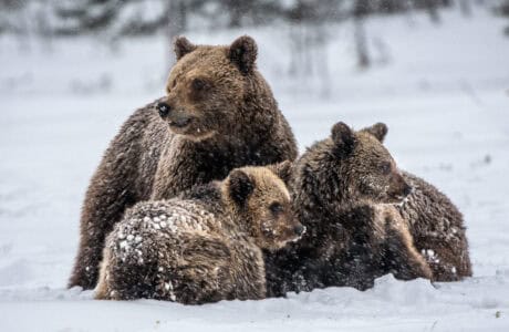 The Effects of Snowstorms on Animal Behavior and Survival