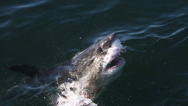 10 Terrifying Shark Encounters Caught on Camera in the US
