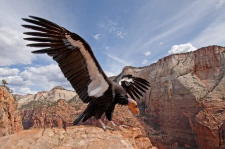 How the California Condor Made a Miraculous Comeback from the Brink
