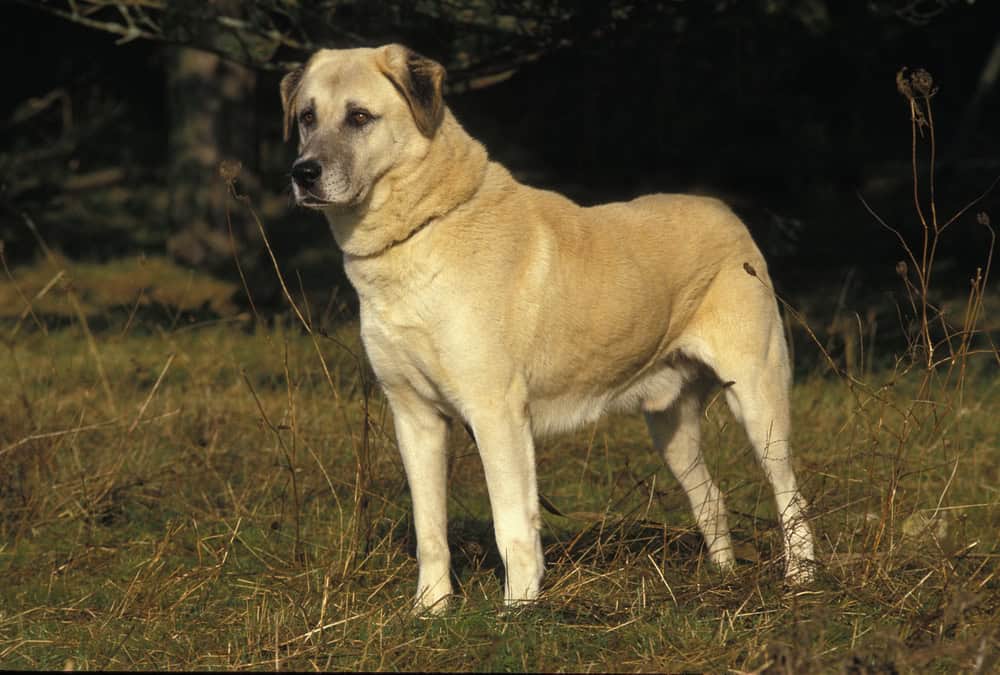 Anatolian Shepherd