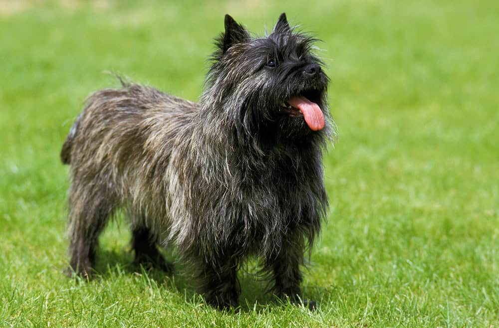 Cairn Terrier