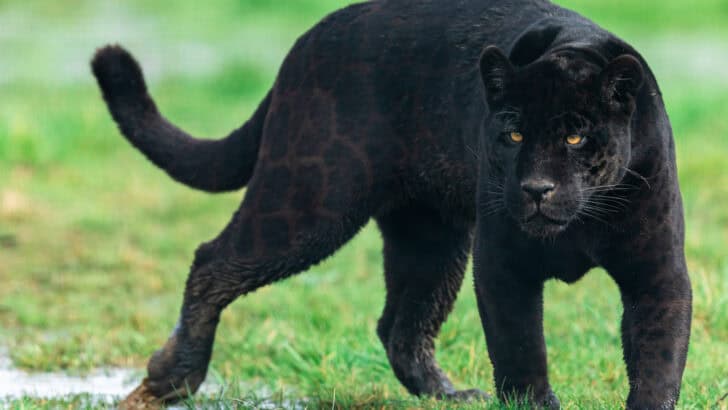 The Most Fearsome Big Cats in the Wild