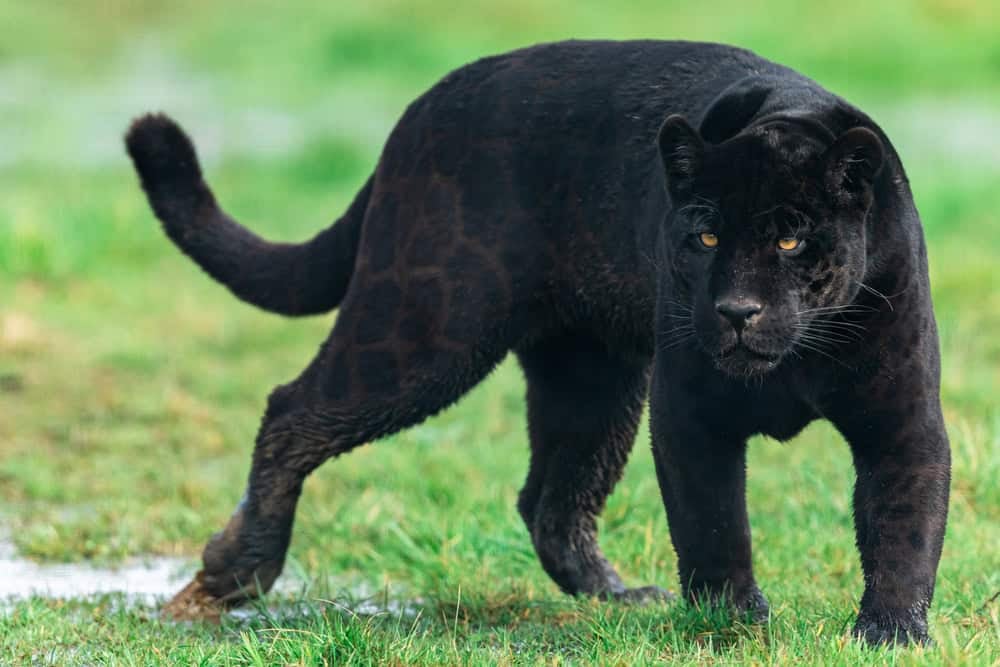 Schwarzer Panther
