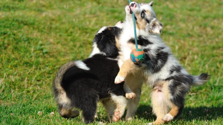 How to Socialize Your Puppy with Other Dogs