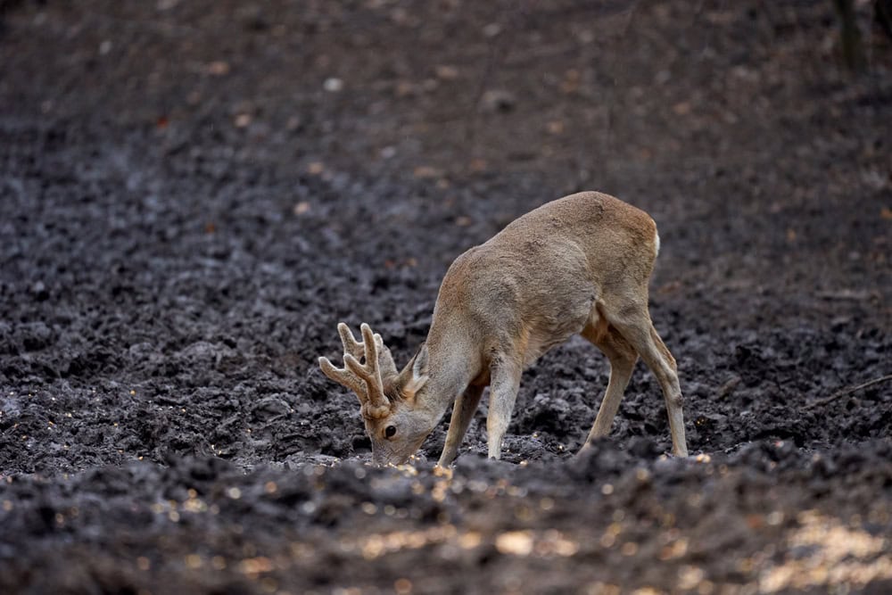 A stray dog walks among the burnt trees during a wildfire