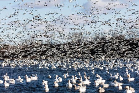 13 Ways Birds Are Adapting to Rising Temperatures