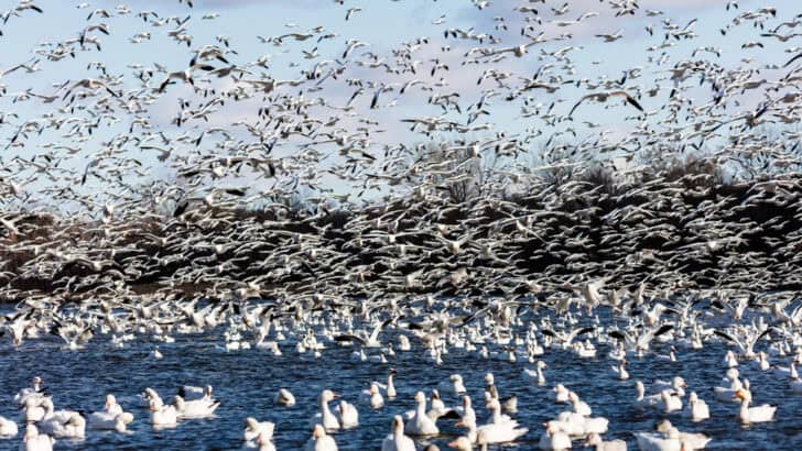 13 Ways Birds Are Adapting to Rising Temperatures