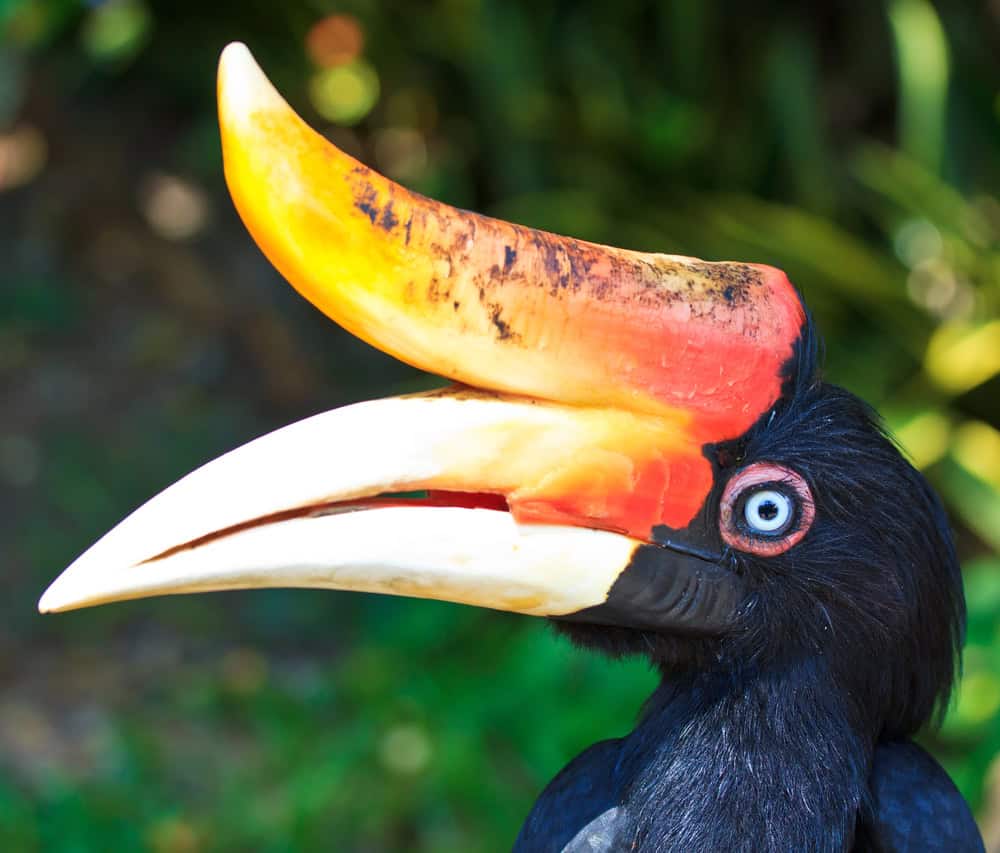 Black Rhinoceros Hornbill