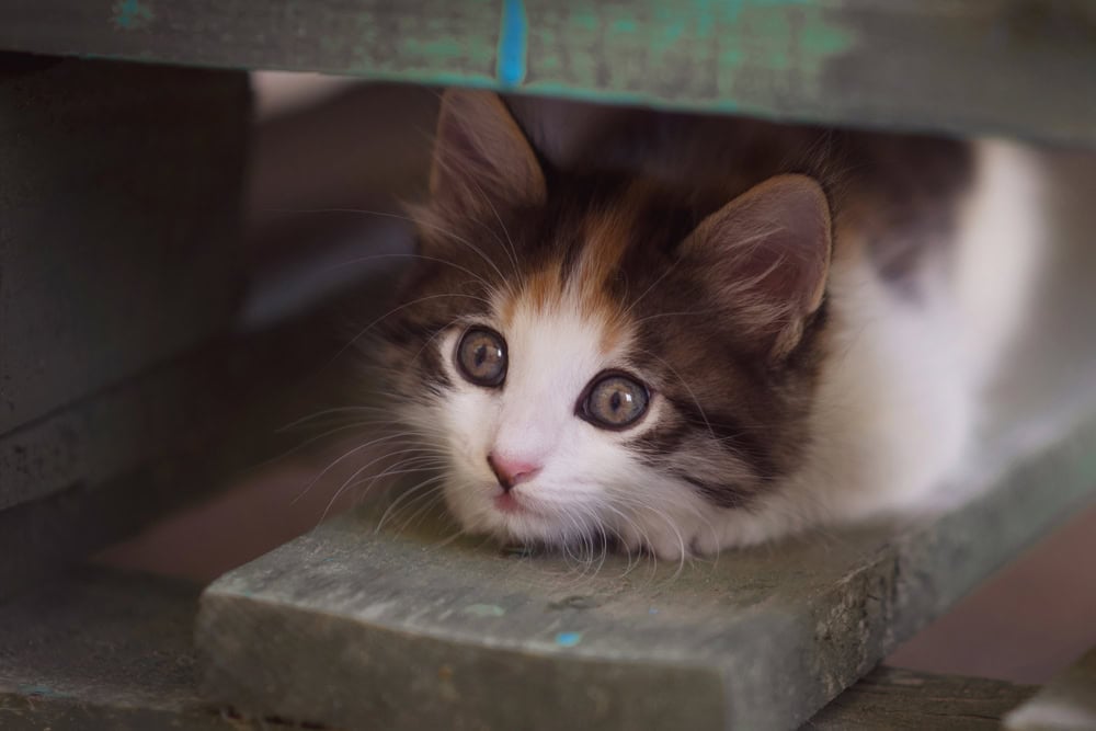 Stressed Cat 