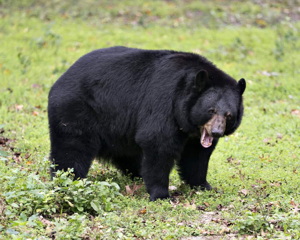 Black bear animal close-up profile view in the forest yawning