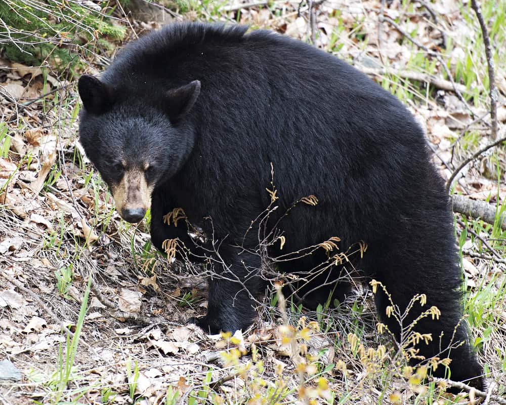 Black bear animal close-up profile view foraging in the field