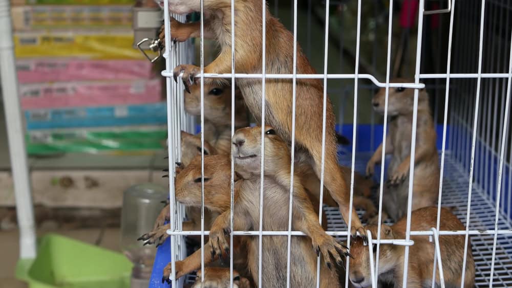 Unhappy cute prairie dog cub suffering
