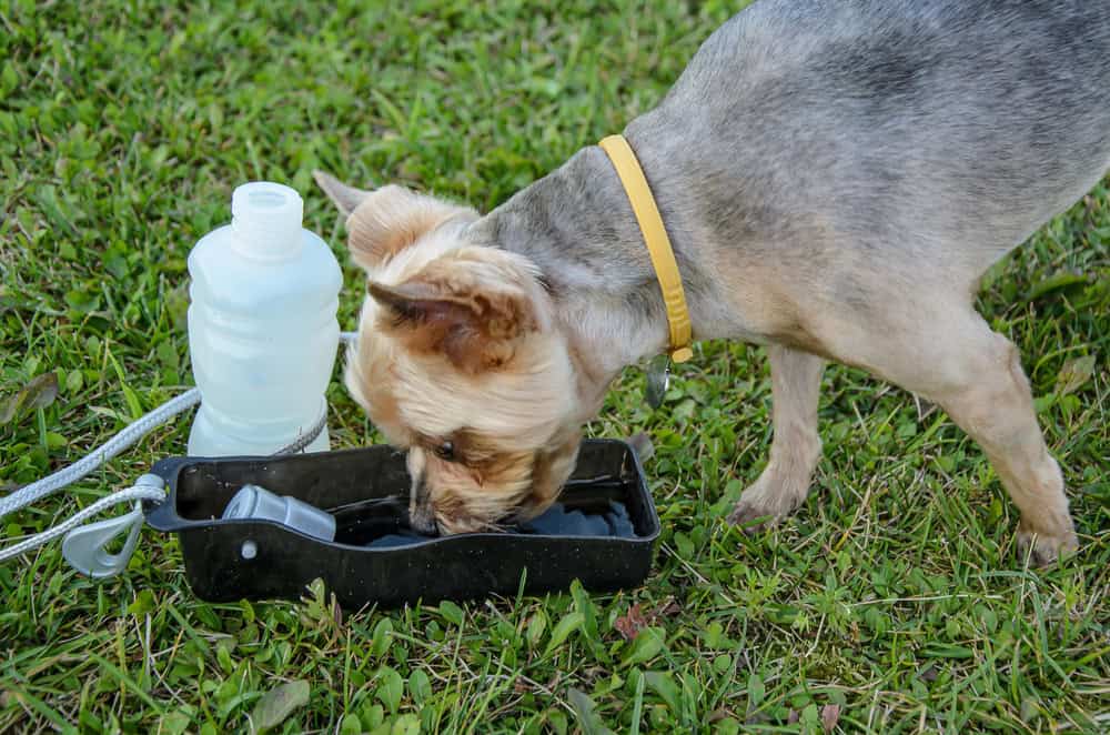 Dog drinking water. 