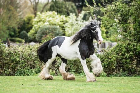 7 Fastest Horses (and 5 of the most hardworking species)