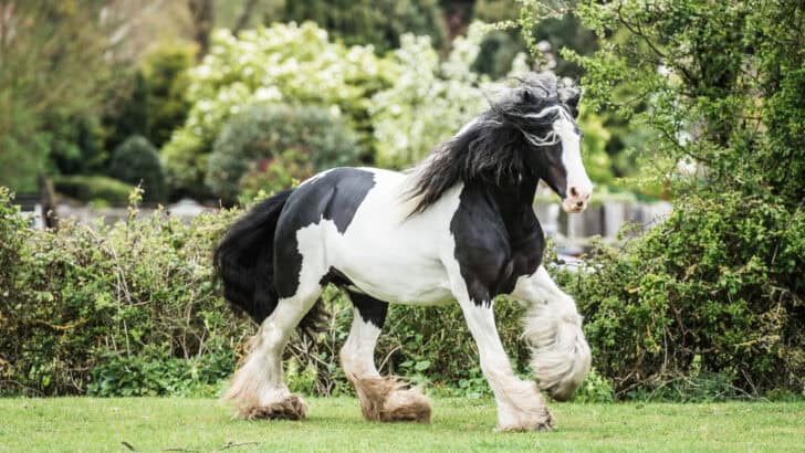7 Fastest Horses (and 5 of the most hardworking species)