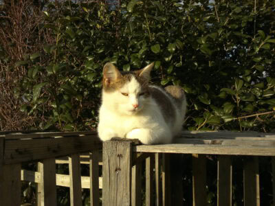 11 Things About Humans that Cats Can’t Tolerate