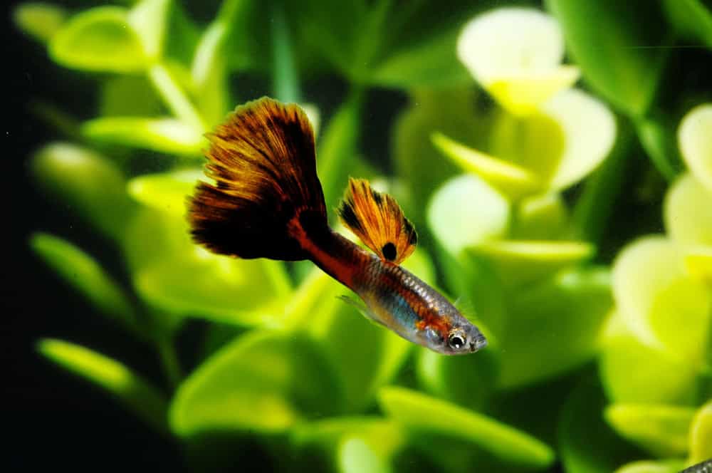 Guppy Multi Colored Fish