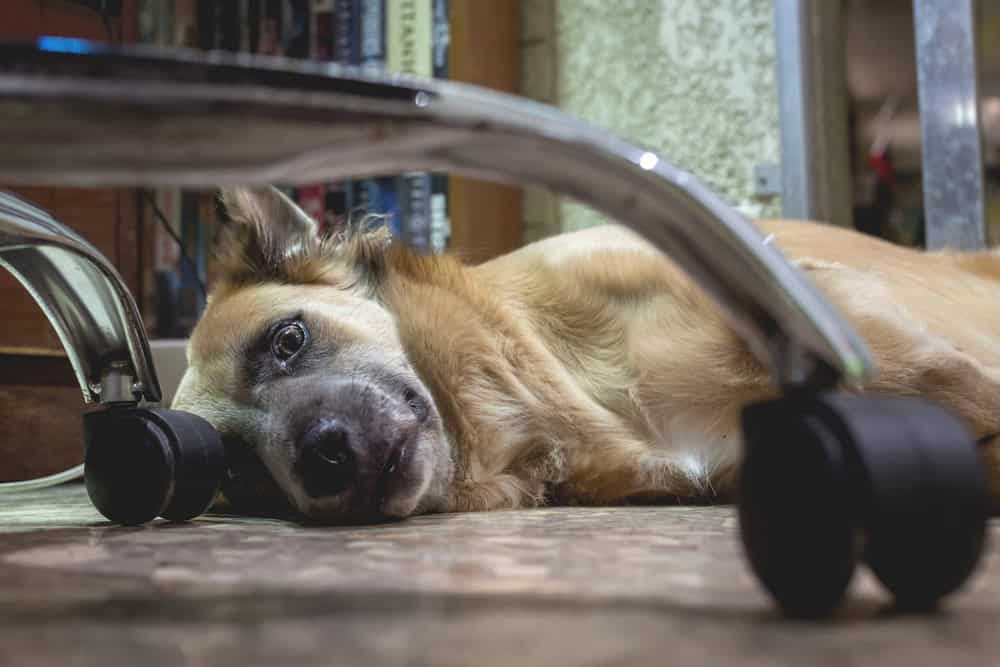 Dog lying on the floor trying to sleep.