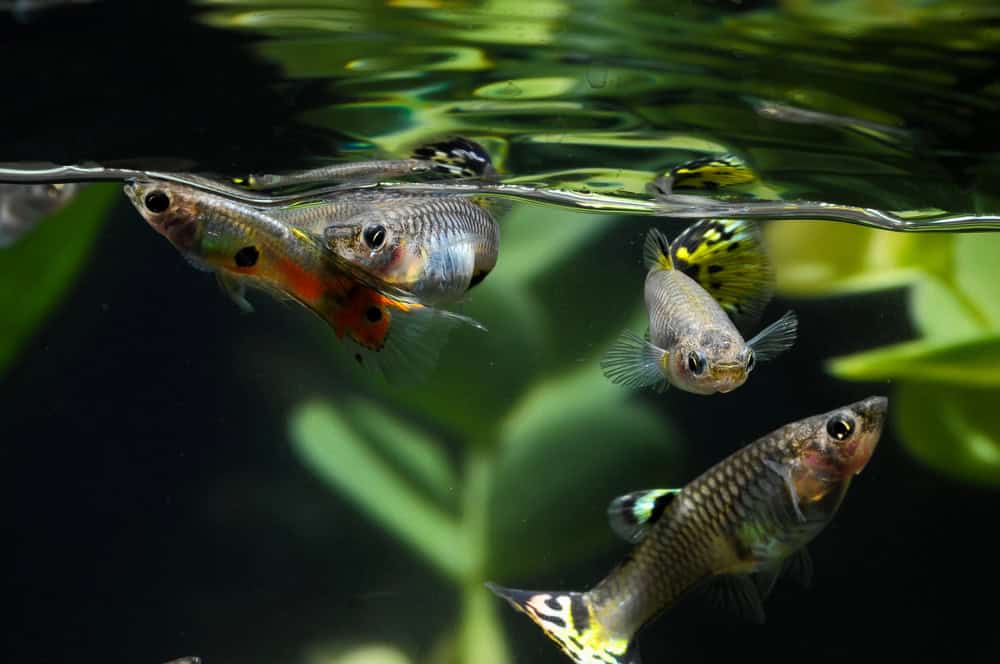 Guppy Multi Colored Fish