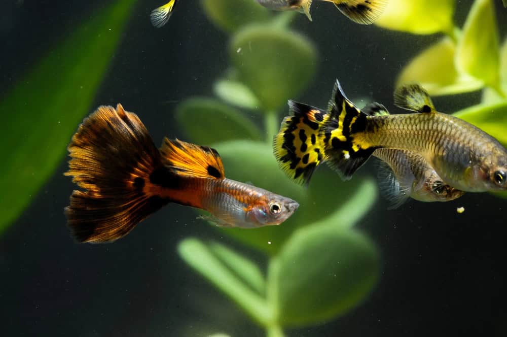 Guppy Multi Colored Fish