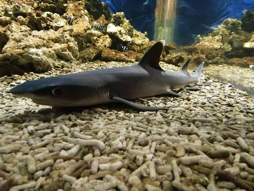 Shark in aquarium