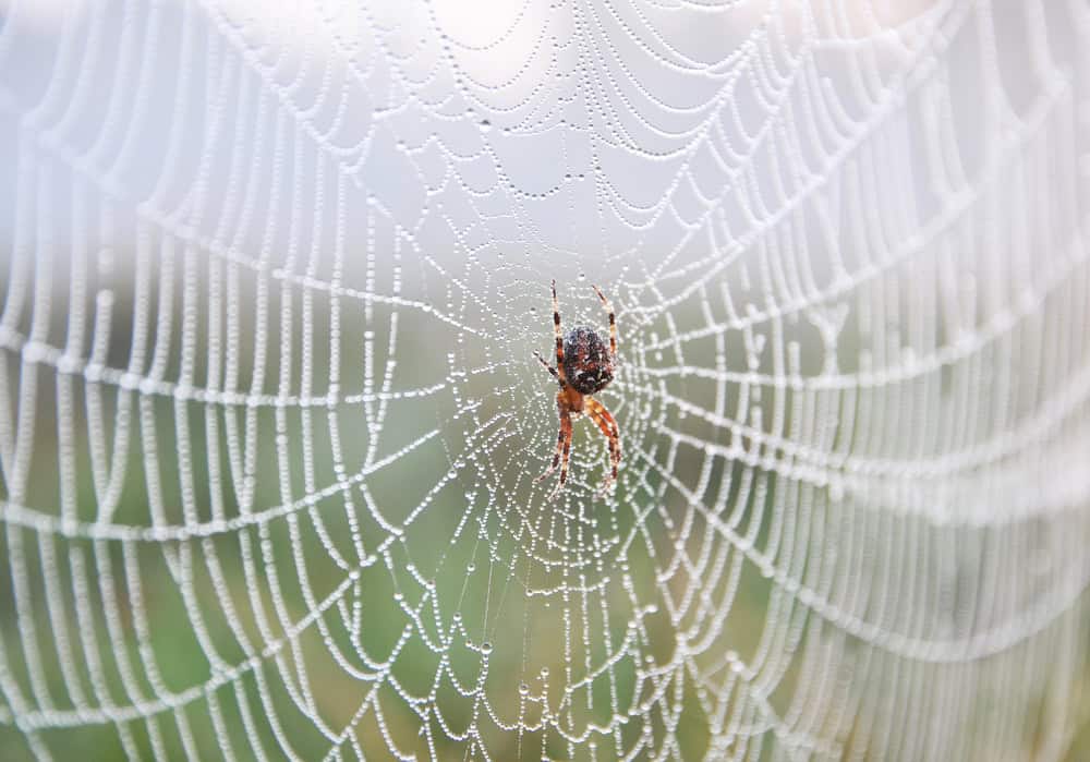 Spider in its web.