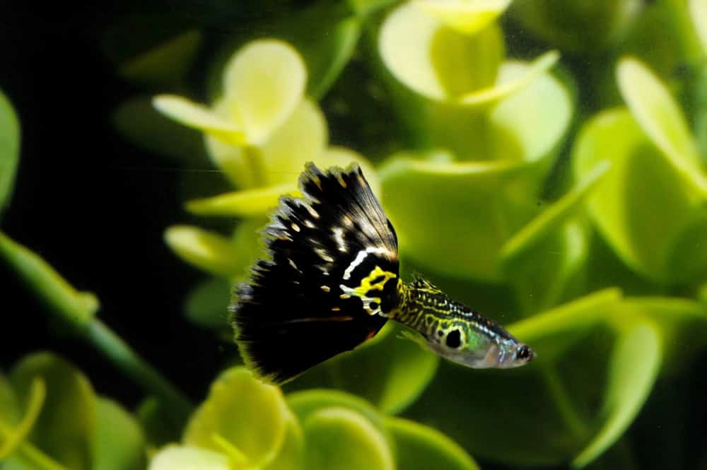 A selective focus shot of adorable guppy fish in the aquarium