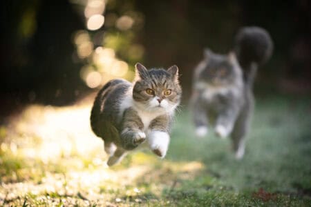 Why Do Cats Suddenly Go Crazy? 10 Reasons Behind Zoomies