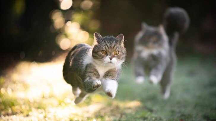 Why Do Cats Suddenly Go Crazy? 10 Reasons Behind Zoomies