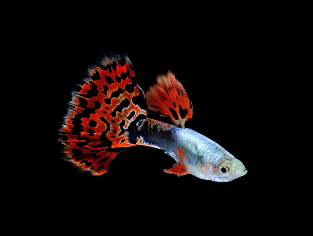 Guppy fish swimming isolated on black
