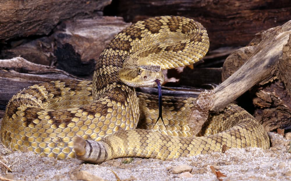Mojave Rattlesnake.