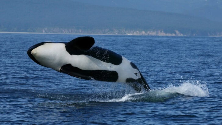 The Largest Orca Ever To Be Spotted