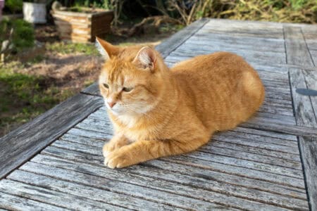 11 Ways Cats Show Trust Without Cuddling