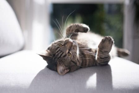 How Colorado’s Altitude Can Impact Your Cat’s Behavior