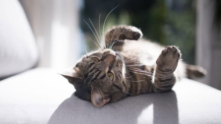 How Colorado’s Altitude Can Impact Your Cat’s Behavior