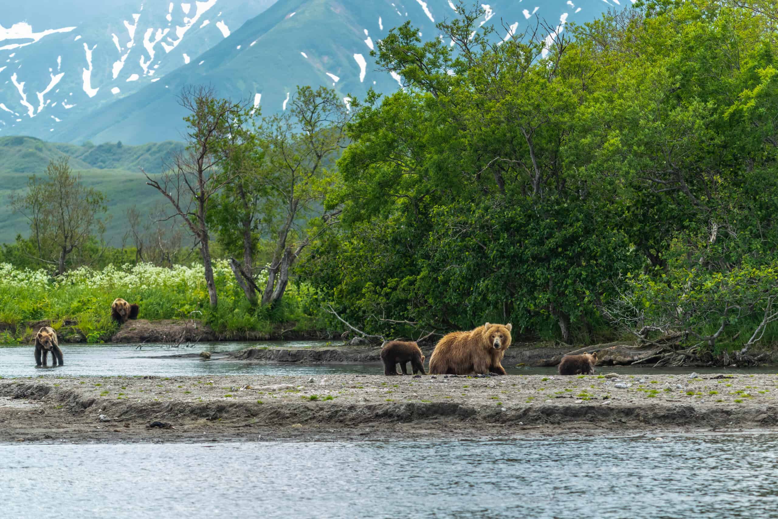 brown bears