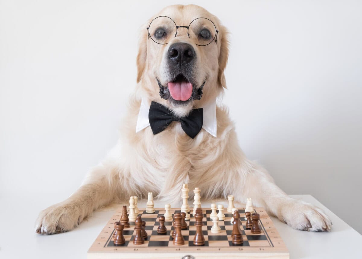 A dog in a bow tie and round glasses stands near a chessboard. The Golden Retriever is playing an intelligent board game.
