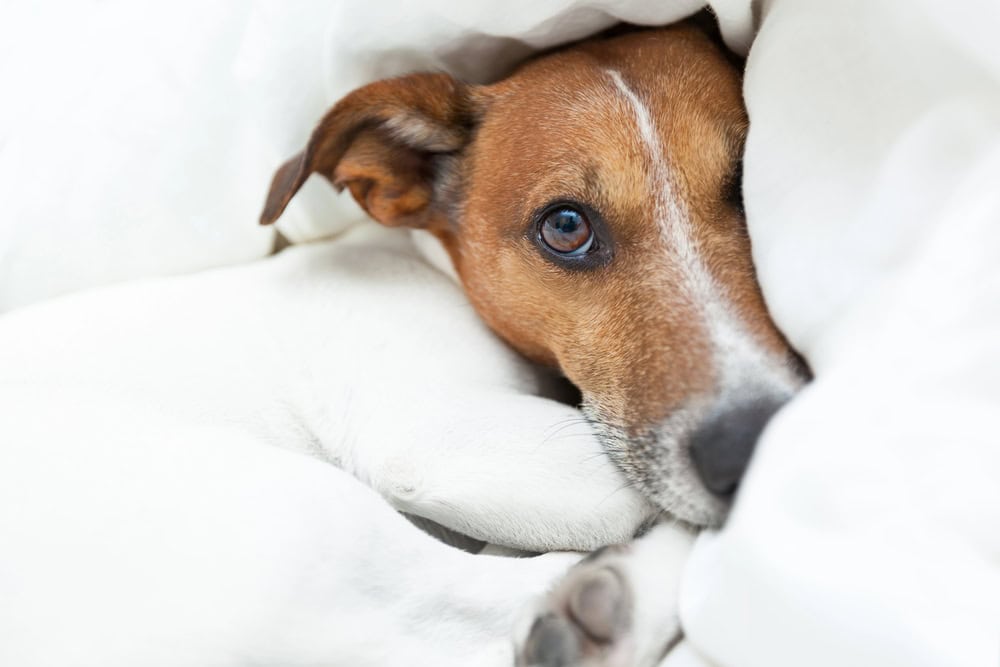 Sad dog. 
