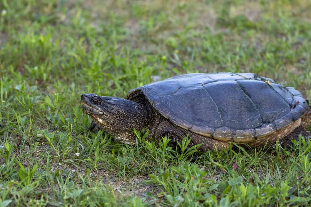Die Schnappschildkröte