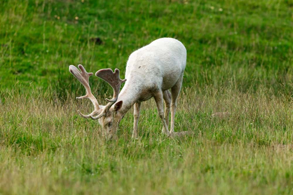White deer on a meadow