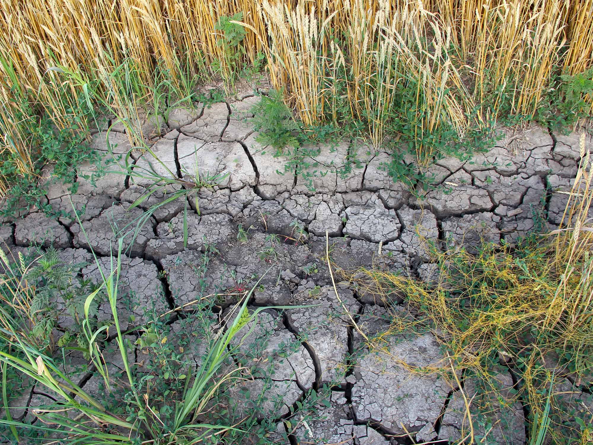 Dried, cracked soil in the agricultural field