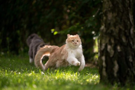 13 Signs Your Cat Is Overstimulated