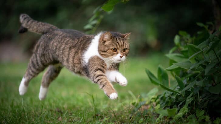 20 Reasons Why Cats Are the Perfect Pets