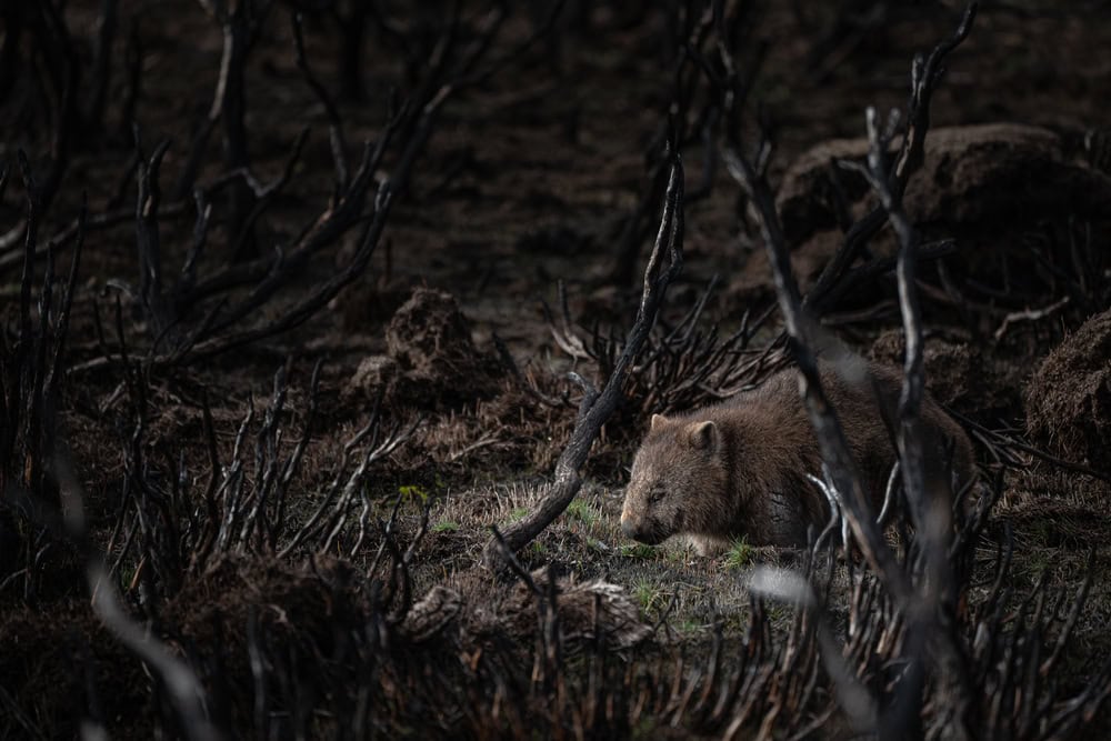 The Wombat searching for food after bushfires in Great Lakes