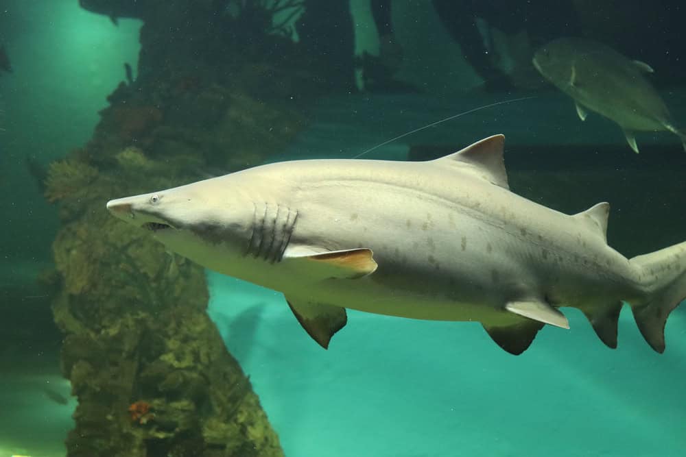 Shark in aquarium