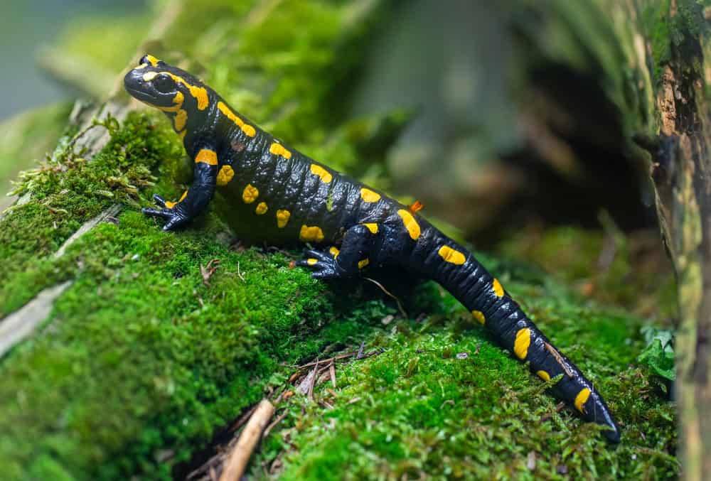 Portrait view of a Fire salamander