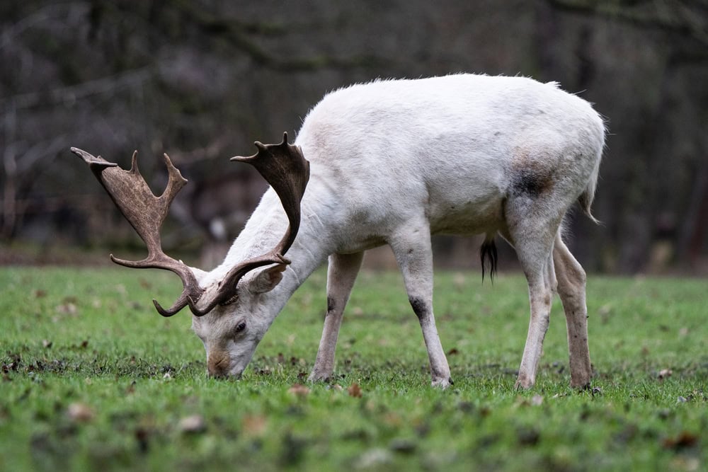 A closeup shot of a white deer in a meadow