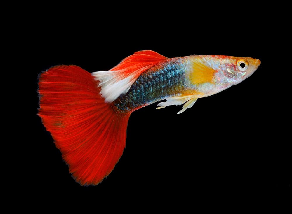 Beautiful Guppy Isolated on Black Background